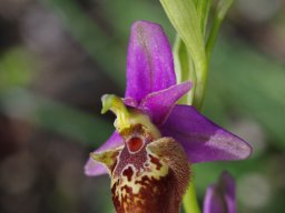 Ophrys_calypsus_Route_de_Mone_Ypseni